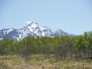 芽吹くダケカンバ（手前）と利尻山（利尻富士町大磯）