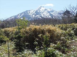 植栽トドマツと利尻山