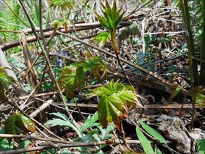 森の地表で芽吹くイタヤカエデ