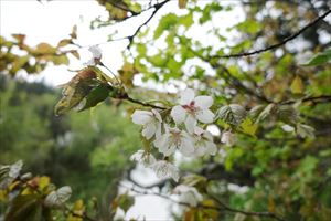 季節外れの桜