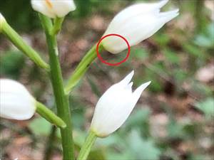 クゲヌマランの花の拡大図（目立たない距）