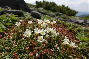 イワウメ