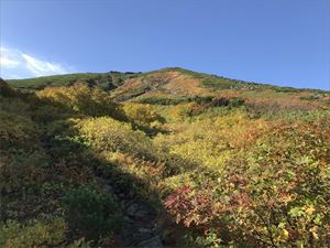 ウラジロナナカマドを中心とした沢筋の木々が色付き始めていました。