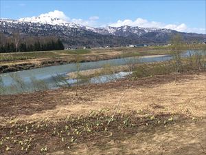 雨竜川とふきのとう（手前）奥の山は三頭山（北海道百名山）