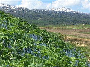 エゾエンゴサクと三頭山