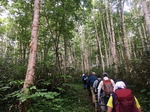 朱鞠内湖畔のシラカバ林を歩く