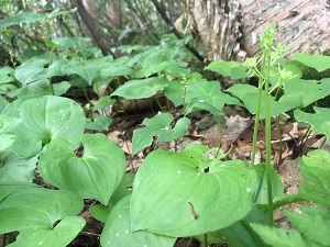 森林内には繊細な可愛らしい花々（クモキリソウ）