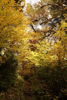 秋に染まる登山道