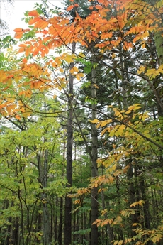 紅葉するヤマウルシ