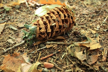 チョウセンゴヨウマツの実