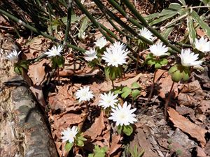 こちらの白い花はキクザキイチゲ。