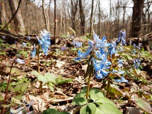 北海道の春の花では定番のエゾエンゴサクです。