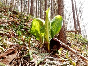 大きな赤紫の部分は花びらではなくて、苞と呼ばれる花を包む部分です。