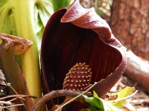 正式な花はその中にある、黄色い斑点が付いた軸の部分です。この斑点一つ一つが花になっています。