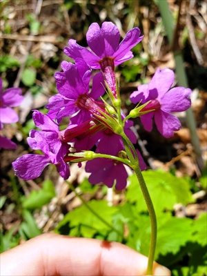 葉柄や花柄に毛が無いこと