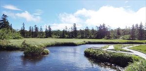 湿原の全体はこのような景色で、浮島湿原と比べると池は大きいけれど数は少ない印象です。