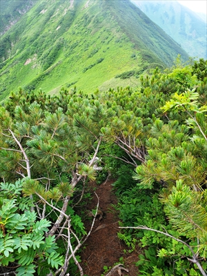 踏み跡の登山道を覆うハイマツ