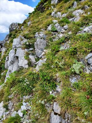 石灰岩の露頭とお花畑