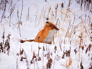 キタキツネ