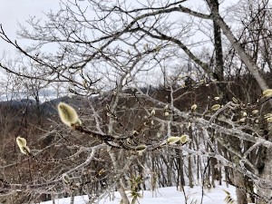 一面の冬景色でしたが、山頂ではキタコブシの冬芽が膨らみ春を感じました。
