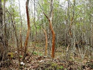 アオダモの木の皮(樹皮)はエゾシカの冬の食料として大人気で、春先には樹皮を食べられてしまったものが目立ちます。