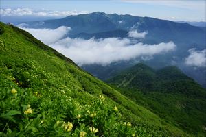 ウコンウツギの群生地