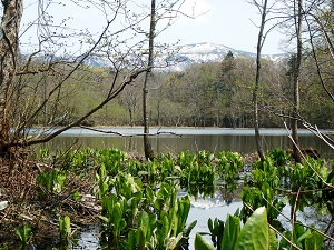 ピッシリ沼からピッシリ山を望む