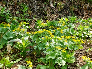 エゾノリュウキンカ
