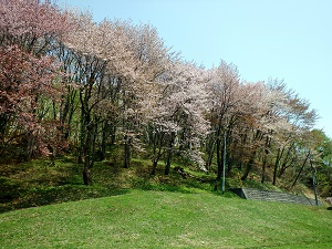 羽幌二股ダム公園のサクラ