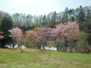 羽幌二股ダム公園のサクラ2