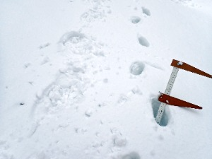 左側はかんじきを使用した足跡、右側はツボ足（かんじきを使わずに歩いた場合）の足跡