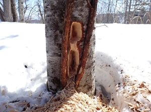 クマゲラのあけた大きな長方形の穴