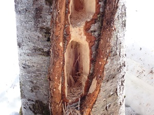 クマゲラのあけた大きな長方形の穴のアップ