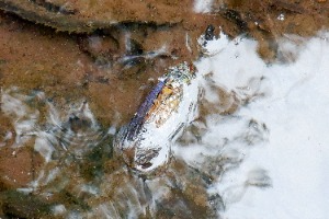 水たまりの中でもがくエゾハルゼミ