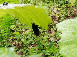葉の裏でエゾハルゼミ