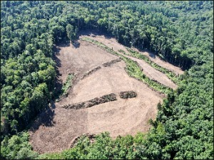 ドローンを活用した地拵えの検査