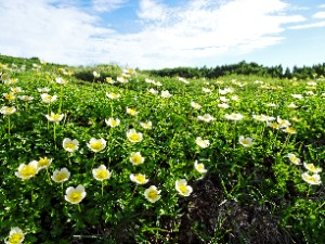 チングルマ花畑