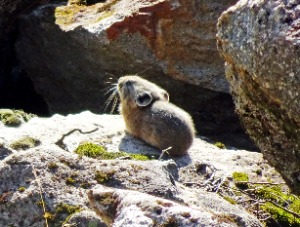 ナキウサギ