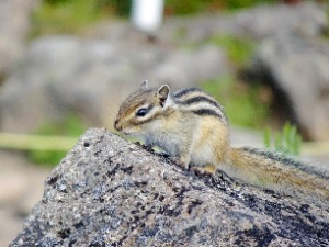 エゾシマリス