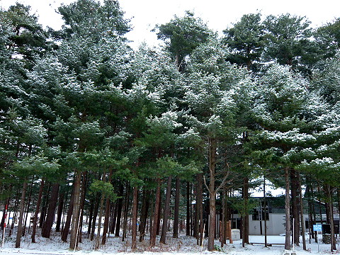 旭川市にある「外国樹種見本林」と「三浦綾子記念文学館」です。