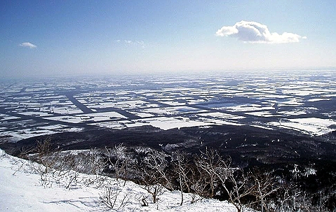 冬の格子状防風保安林（中標津町）