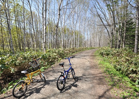 野幌自然休養林の自転車道