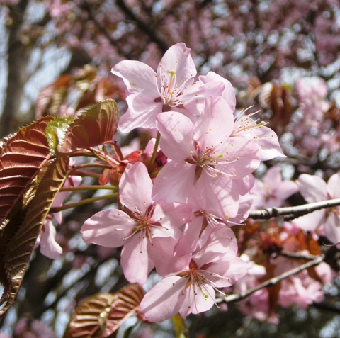 深川神社の桜5月16日