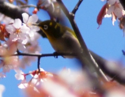 桜とメジロ