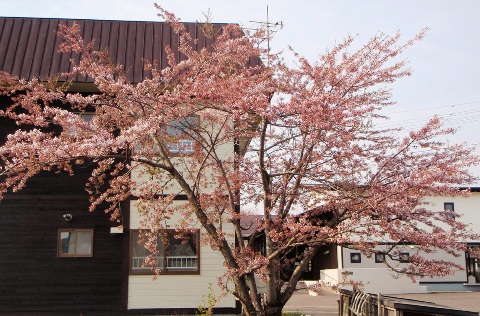 渡島署の桜