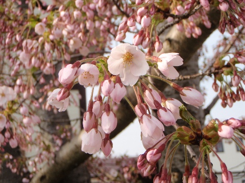 八雲町の桜