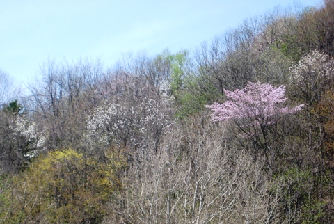 幌内沢林道