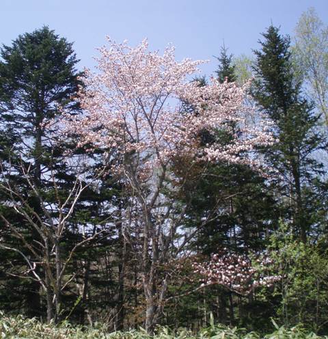 羽幌町の桜