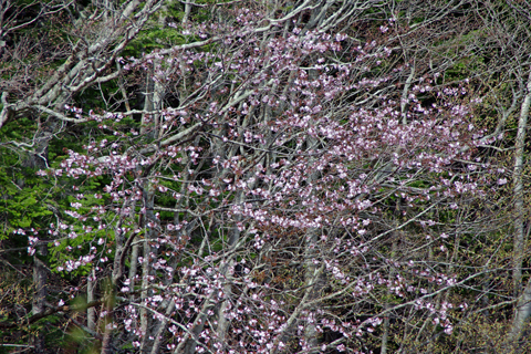 滝の上風景林の桜