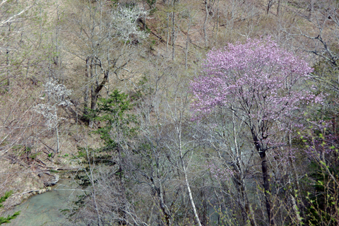 滝の上風景林の桜とキタコブシ